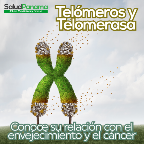 Telómeros y telomerasa, conoce su relación con el envejecimiento y el cáncer
